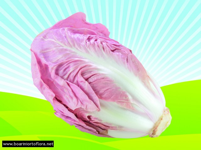 Radicchio Rosa di Verona 