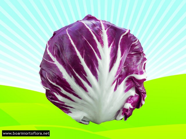 Radicchio Rosso di Chioggia Tardivo