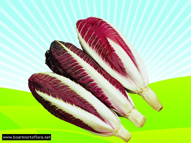 Radicchio Rosso di Treviso precoce