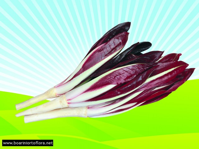 Radicchio Rosso di Treviso tardivo
