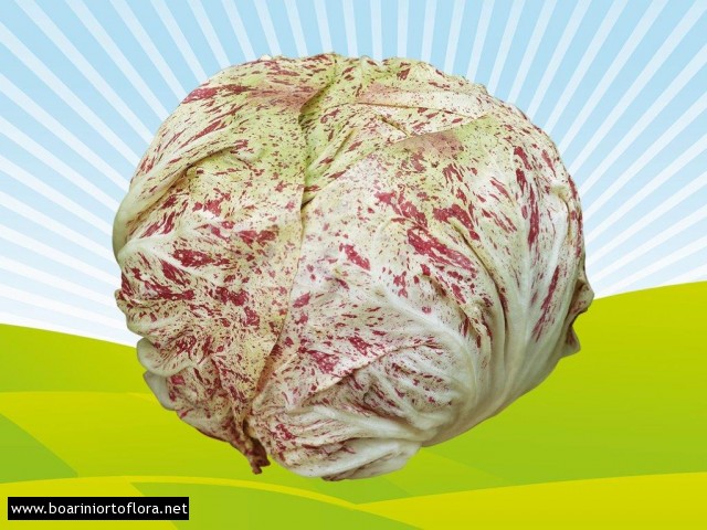 Radicchio Variegato di Chioggia