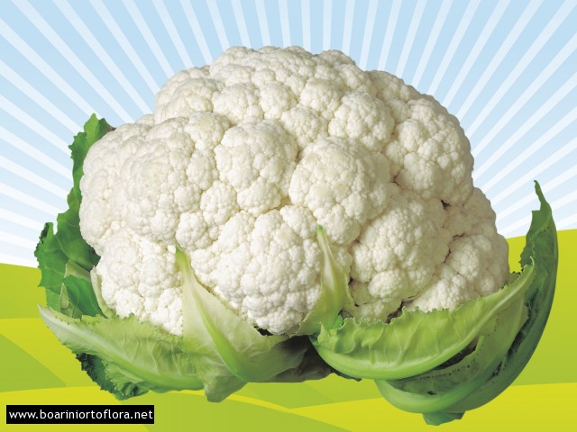 Cavolfiore Bianco Tardivo