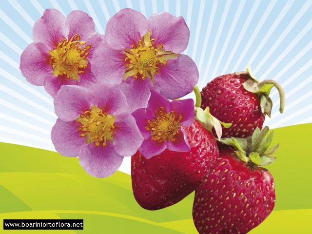 Fragola a fiore rosa