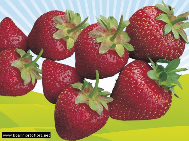 Fragola unifera