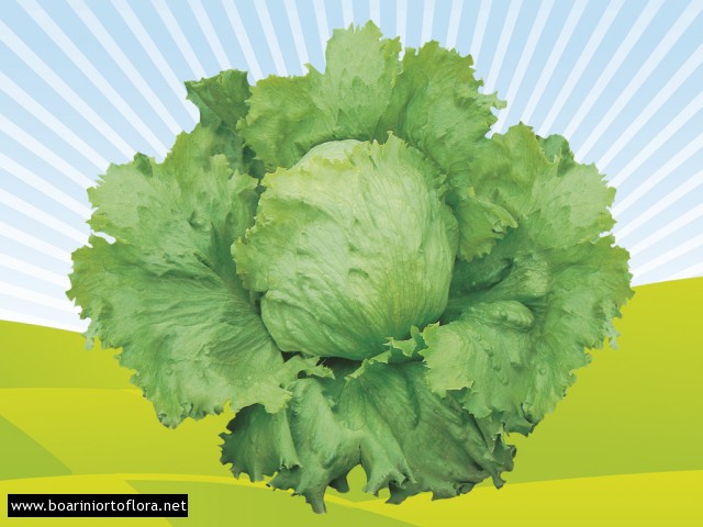  Iceberg Brasiliana