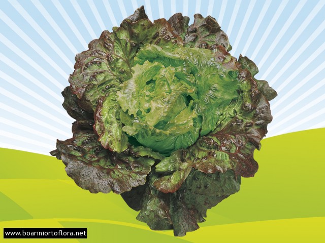 Canasta Verde