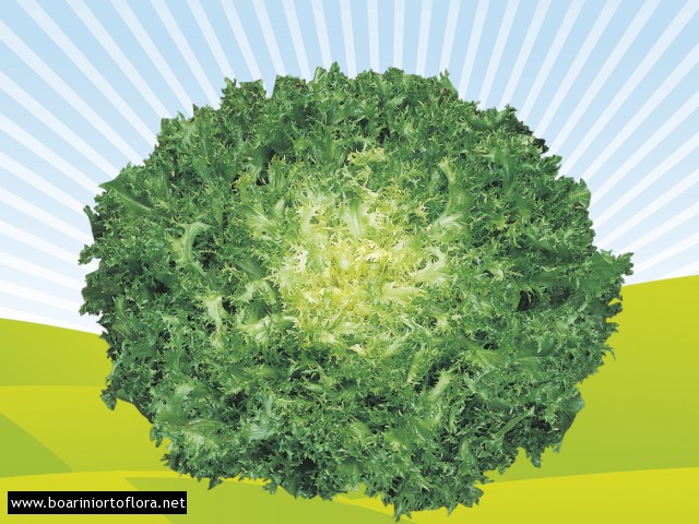 Indivia Riccia