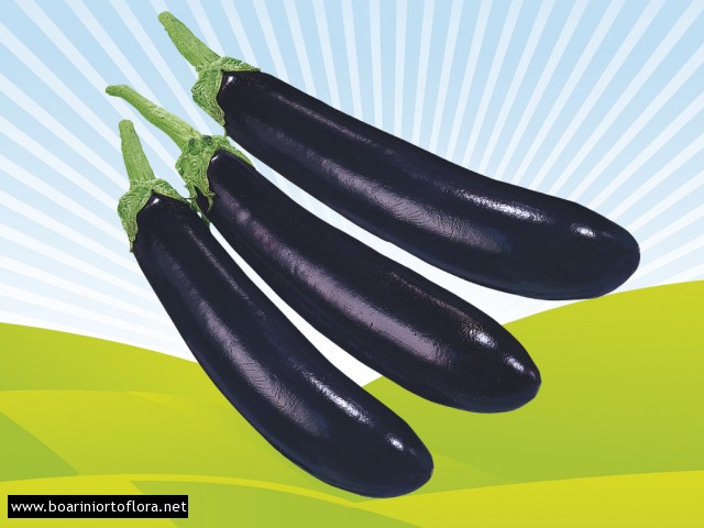 Melanzana Lunga