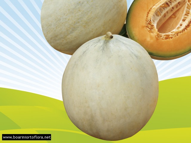 Melone Liscio 