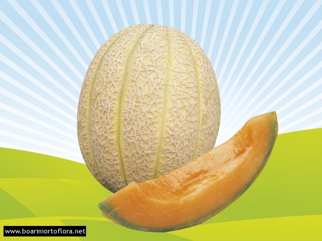 Melone retato