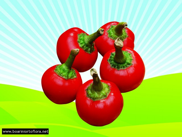 Peperone Piccante tondo da ripieno