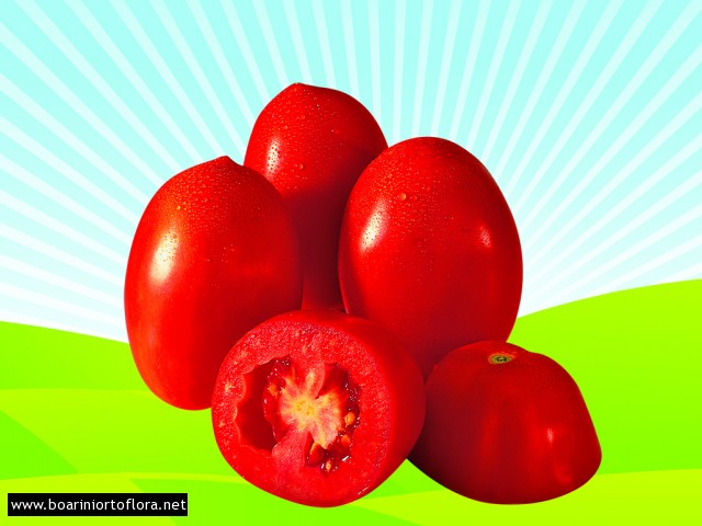 Pomodoro Cencara