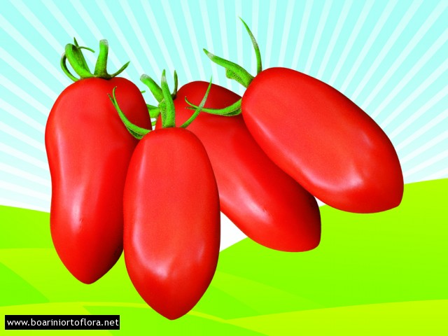 Pomodoro Da conserva Lungo