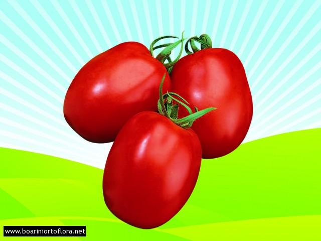 Pomodoro Da conserva Tondo 