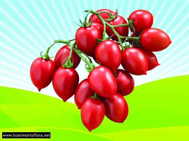Pomodoro Piccadilly
