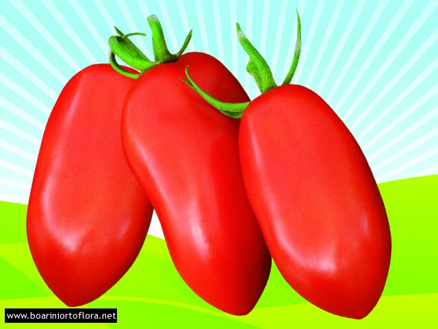 Pomodoro San Marzano Adamo