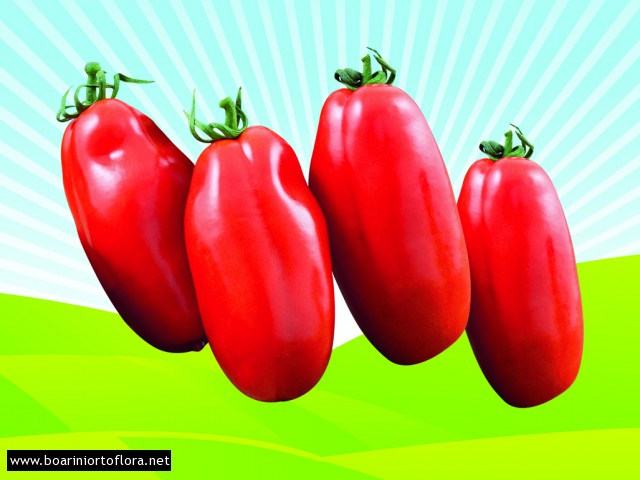 Pomodoro Scatolone
