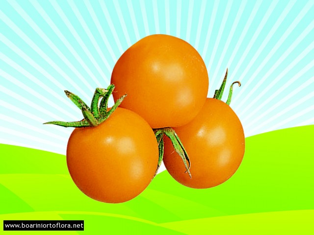 Pomodoro Particolare Ciliegino Giallo