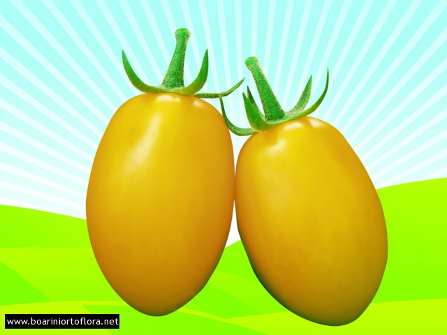 Pomodoro particolare Datterino Giallo