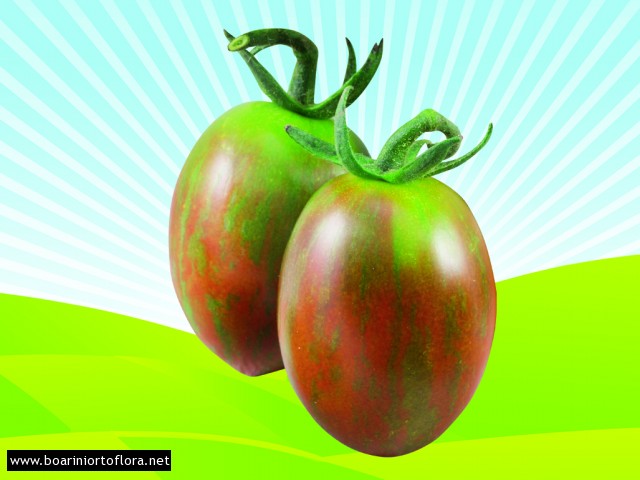 Pomodoro Particolare Datterino Zebrino
