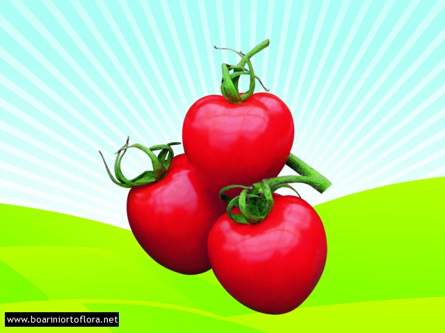 Pomodoro particolare Tomato Berry 