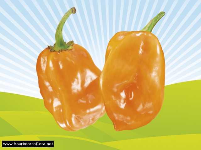 Peperone Piccante HABANERO ARANCIO