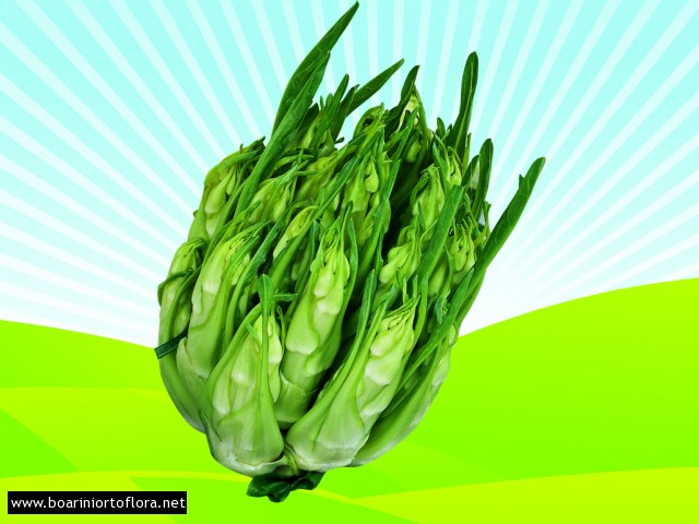 Puntarelle