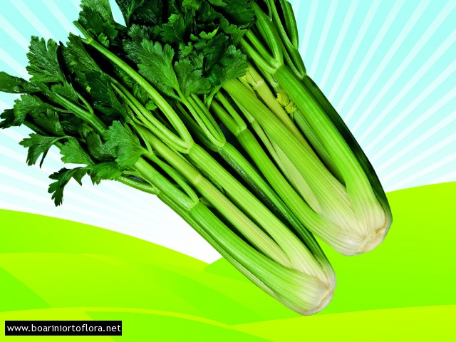 Sedano verde