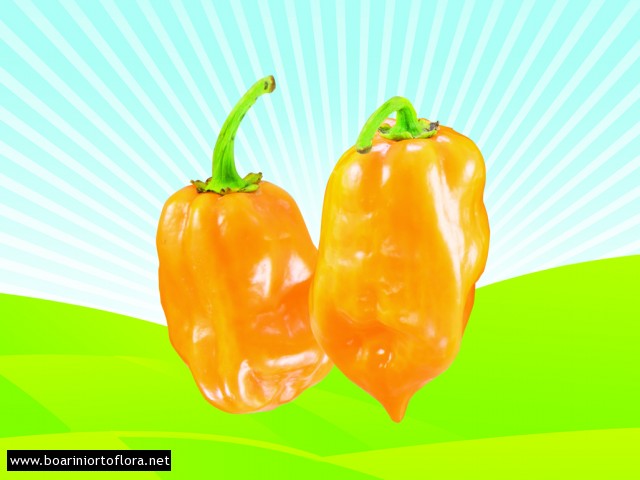 Peperone Piccante HABANERO GIALLO