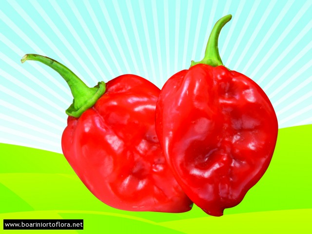 Peperone Piccante HABANERO ROSSO