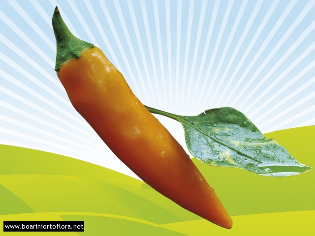 Peperone Piccante HOT CARROT