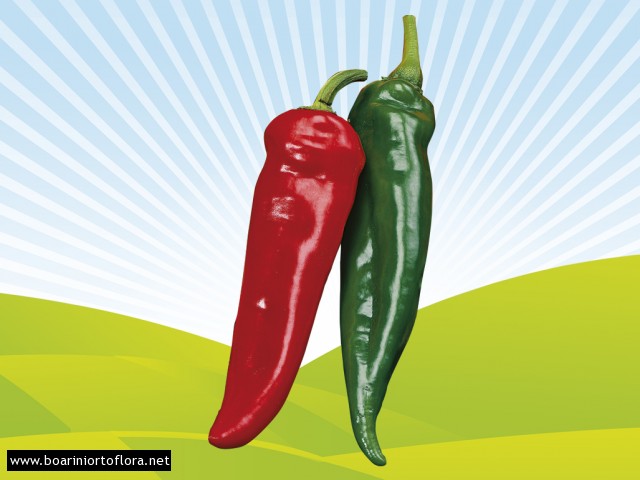 Peperone Piccante HOT FAJITA