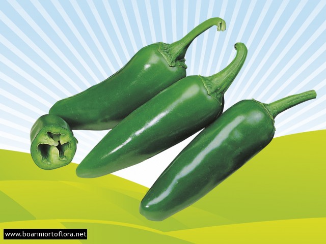 Peperone Piccante JALAPEGNO