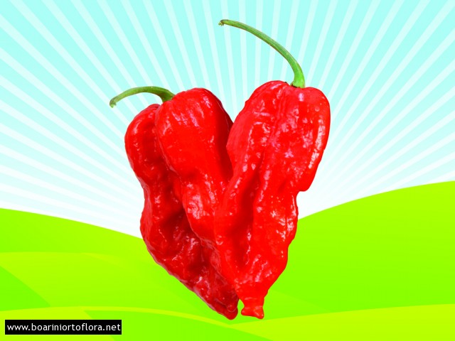 Peperone Piccante NAGA MORICH