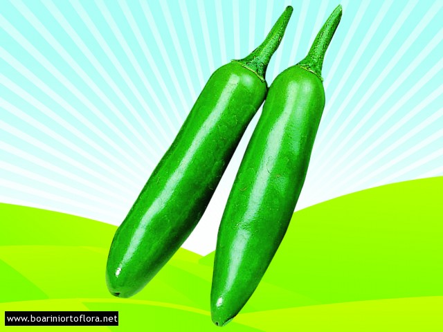 Peperone Piccante SERRANO