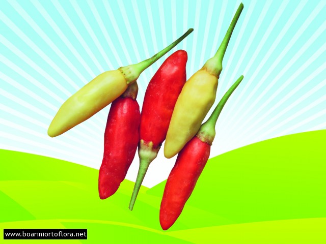 Peperone Piccante TABASCO