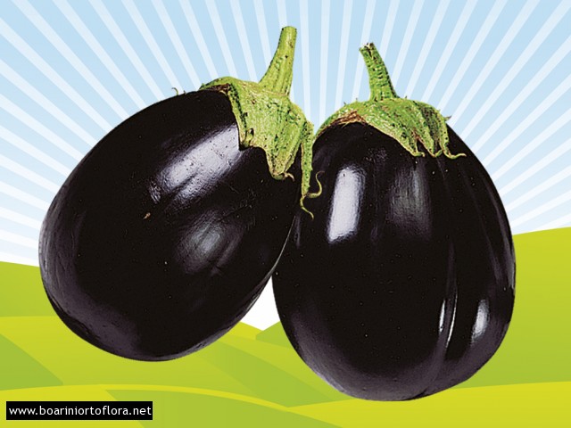 Melanzana innestata tonda