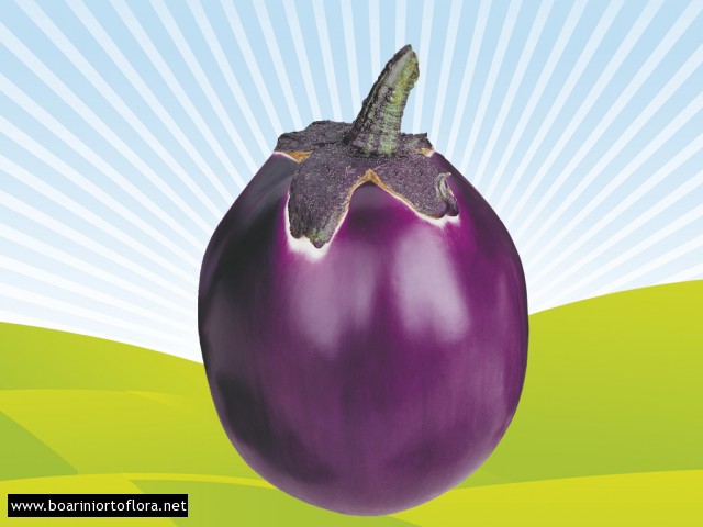 Melanzana innestata violetta