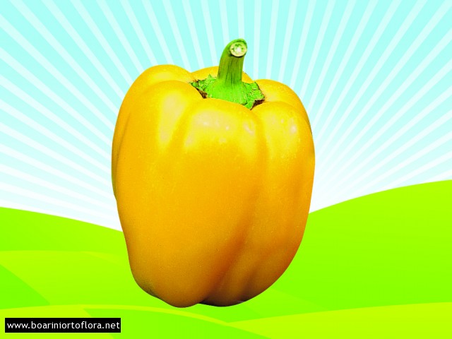 Peperone innestato quadrato giallo