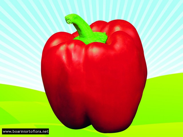 Peperone innestato quadrato rosso