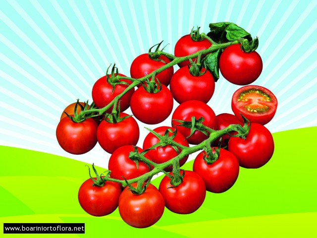 Pomodoro Innestato Ciliegino