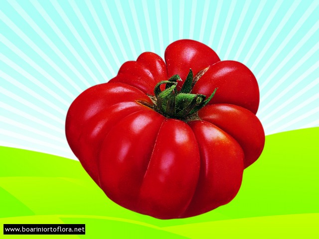 Pomodoro Innestato Costoluto