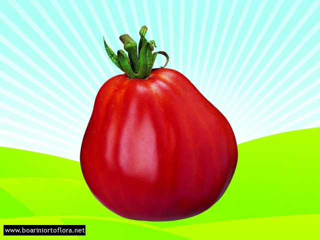 Pomodoro Innestato Cuor di Bue S. Albenga 