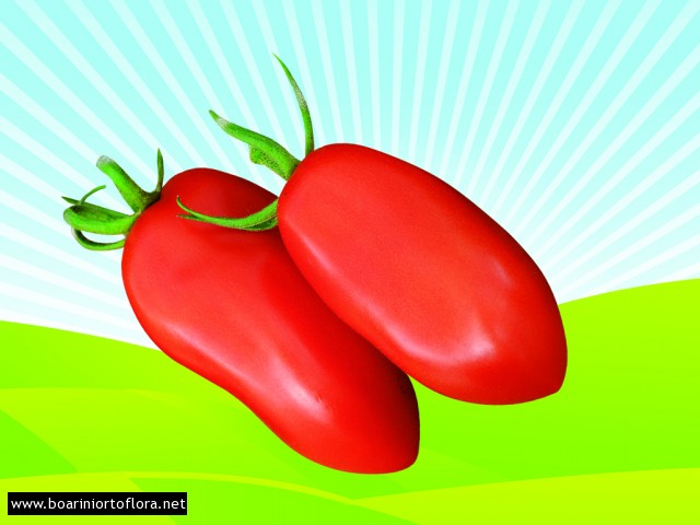 Pomodoro Innestato San Marzano
