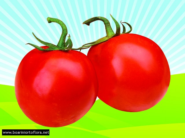 Pomodoro Innestato Tondo Liscio