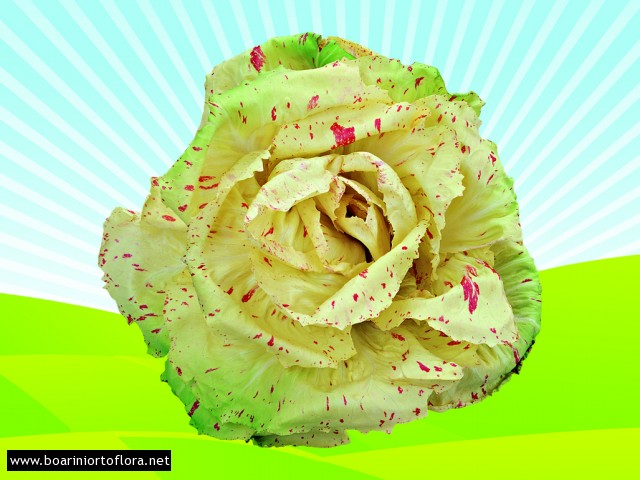 Radicchio Variegato di Castelfranco Tardivo