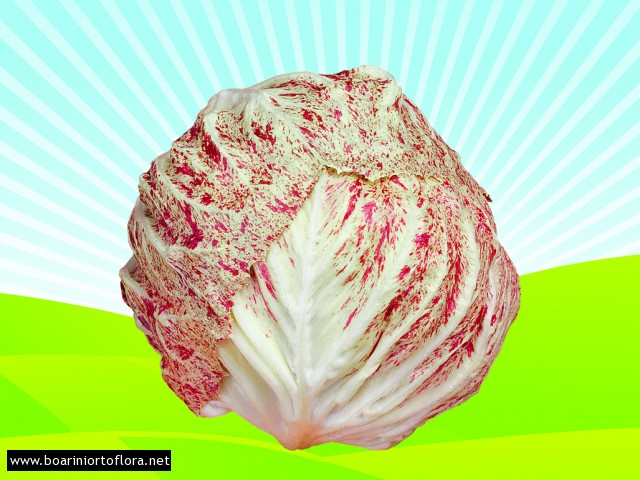 Radicchio Variegato di Lusia Precoce