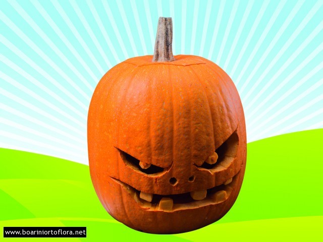 Zucca Halloween