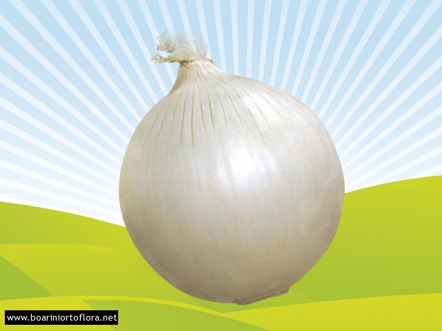 Cipolla Bianca di Maggio