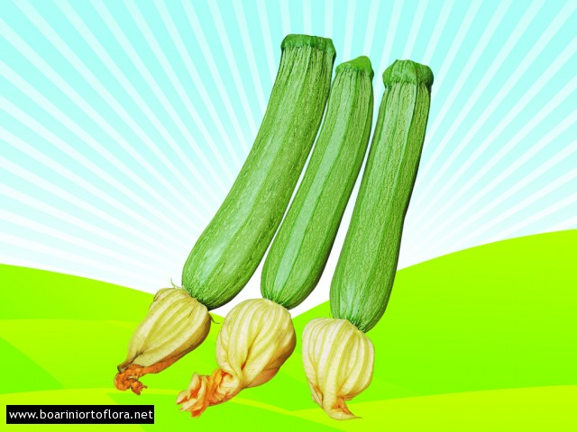 Zucchino chiaro